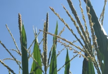 Hot July brings pollination concerns