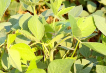 Iowa crops rated highly; some counties have access to disaster funding