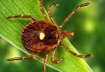 Tick bites are surging in the US this year. Here’s what to know.