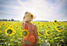 Explore Iowa’s Beautiful Sunflower Fields
