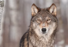 Bill to delist gray wolf sits in Senate committee