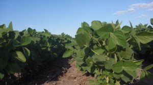 200813_spidermites_soybeans_md