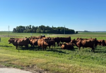 Strong beef demand, tight cattle supplies cattle profitability
