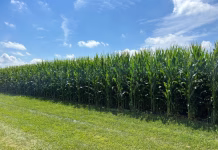 Premium Iowa farmland fetches $18,400 an acre in Grundy County