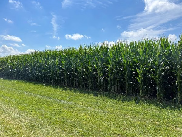 BB-Corn-Iowa-August-2023-2