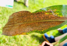 Tar spot confirmations highlight need for increased scouting