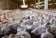 Broiler placements hold faster than last year pace