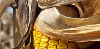 Post-USDA report rally could offer corn, soybean marketing opportunities