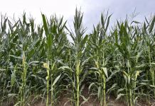 Markets on weather watch heading into August