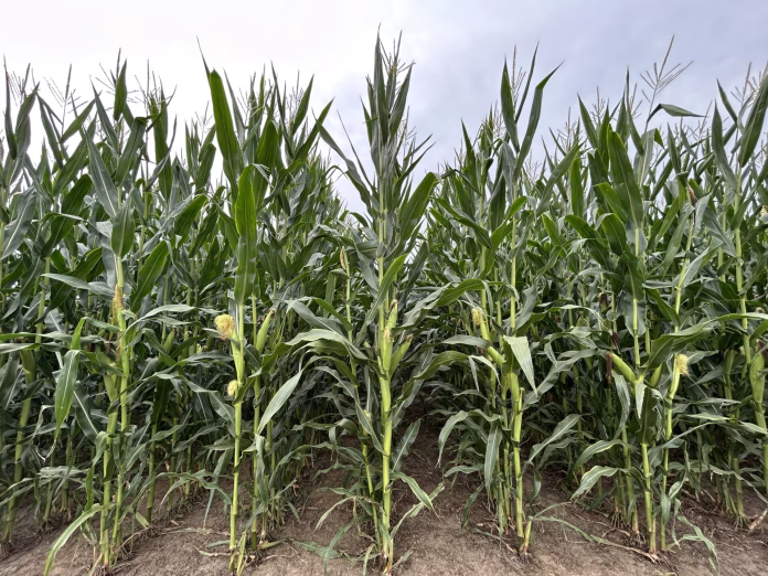 Corn-August-2026-BB