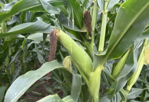 Drought concerns fade as crops flourish in eastern Iowa