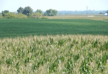 Dry conditions trim top-end yield potential, but corn crop remains solid