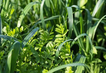 Cover crops could help manage pests in corn and soybeans
