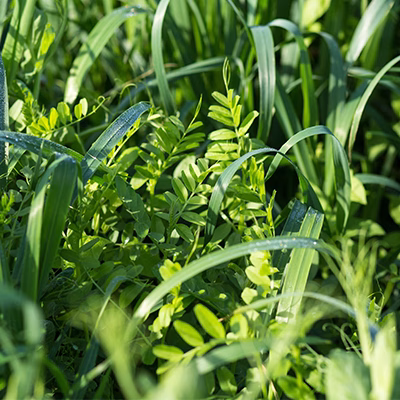 CoverCrops