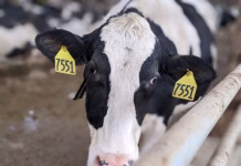 Dairy exports expected to continue at record pace