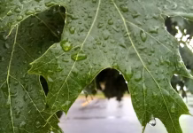 Heavy storms prompt tornado warnings in western, central Iowa