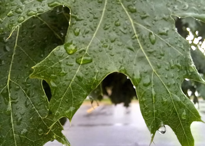 Leaf-in-the-rain-RI-photo