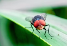 CRISPR-powered sterile flies could help eradicate New World screwworm