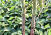 Red Crown Rot expanding footprint