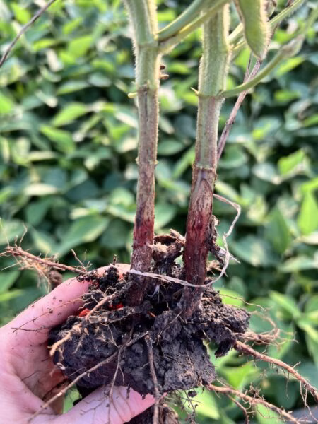 Red-Crown-Rot-2-Stephanie-Porter-e1690381794861