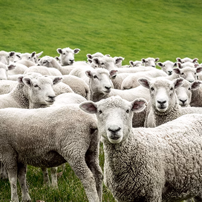 Sheep-2-1