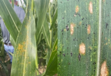 Corn fungicide strategy evolves as disease spectrum shifts