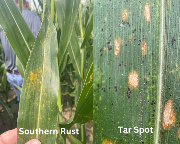 Southern-Rust-and-Tar-Spot-e1692380439741