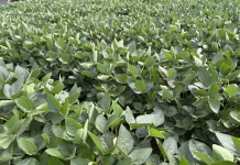 Healthy soybeans poised for strong yields in Iowa