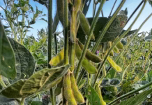 SE Iowa soybean grower sees “tremendous swing in pod counts” after rollercoaster summer