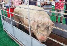 Atlantic Boar Takes Iowa State Fair Title