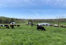 USDA Cattle on Feed report provides bullish signal for the cattle market