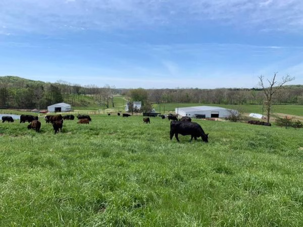 cattle-on-hill