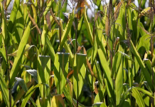 Crop report: Nearly half of Iowa corn in dent stage