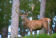 Oskaloosa Deer Hunt Qualifying Scheduled
