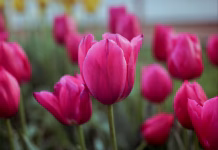 Jefferson County Extension to Host Second Annual Perennial Plant Swap in September
