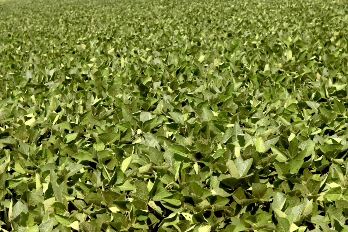 soybean-sea-1536x1024