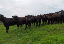 Wapello County Pasture Walk To Be Held Sept. 9