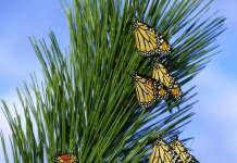 Iowa Landowners Asked to Report Monarch Roosts