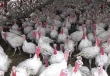 Turkey placements faster than a year ago