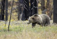 Trump administration says developers, loggers can kill endangered species