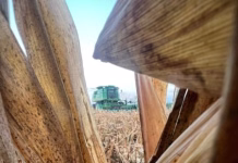 Iowa corn harvest gets underway as soybean yields show variability