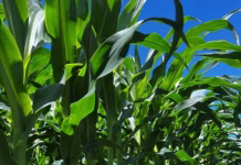 Iowa Corn Rated 77% Good to Excellent as Harvest Draws Closer