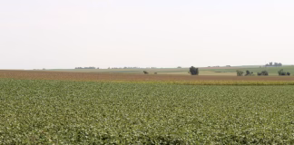 Start of September was ‘one of the warmest’ on record as harvest nears