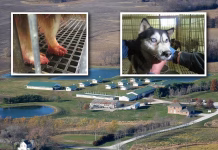 Animal-welfare group expands lawsuit over puppy laundering, USDA enforcement