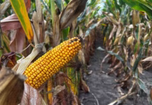 USDA: Iowa corn 17% mature, soybean crop rated 75% good to excellent
