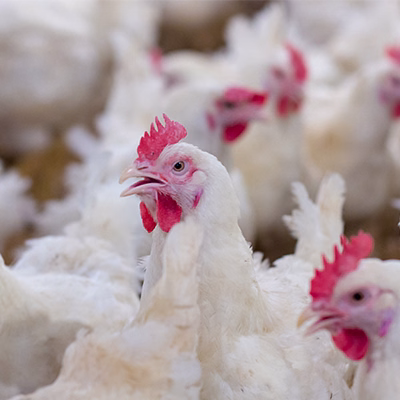 Poultry-1
