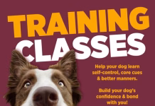 Dog Training Classes Offered in Ottumwa