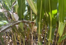 ISU agronomist says crown rot became bigger issue than expected