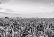 54% of U.S. corn, 57% of soybeans good to excellent