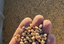 Midwest farmers report sprouting corn, purple soybeans during harvest